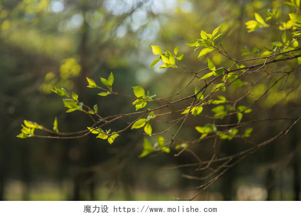 春天森林中阳光下的树叶